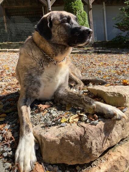Doggie Daycare – Woof Pack Pet Services