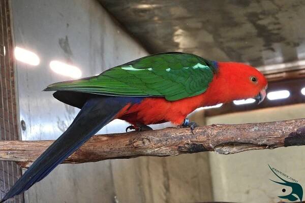 papousek_kralovsky_king_parrot29_12_2020_22