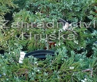 jalovec - Juniperus horizontalis &apos;Wiltonii&apos;