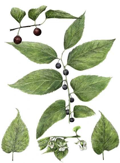 Celtis Occidentalis.jpg
