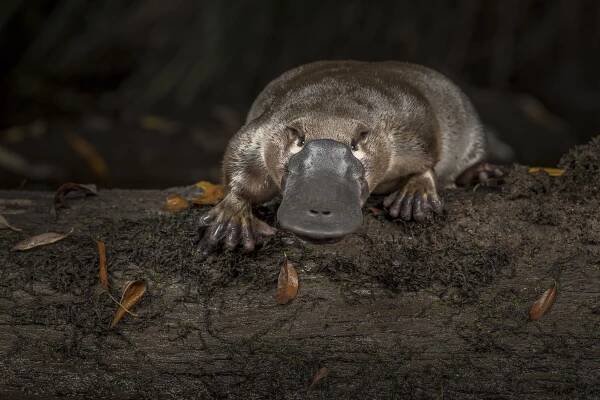 Plight of the Platypus - bioGraphic