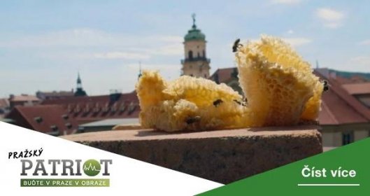 Praha zažívá boom včelařství, v metropoli je skoro pět tisíc včelstev