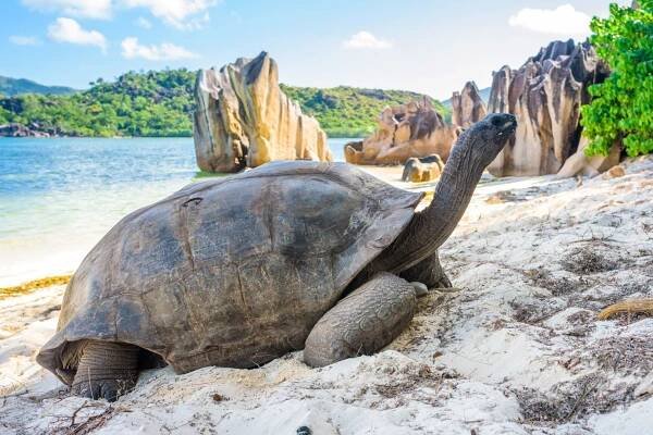 Obří želva Aldabra na Seychelách, na pláži v blízkosti Praslin