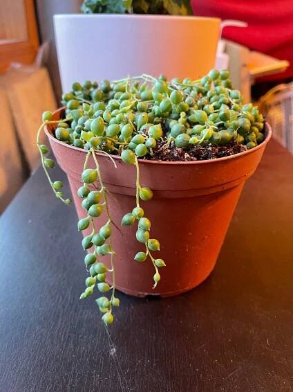 Medium String of Pearls (Senecio rowleyanus) – Hey Rooted