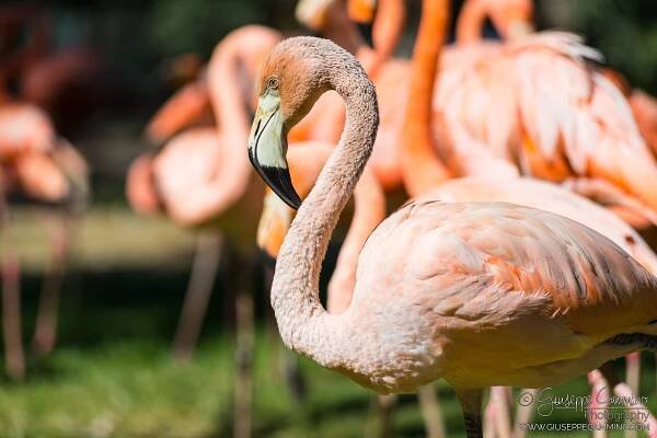 Giuseppe Cammino - July 2017 - Zoo Aquarium - Madrid