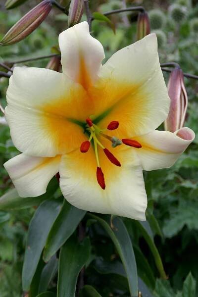 Miss Peculiar - lily bulb