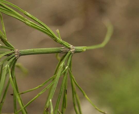 Obrázek - Equisetum arvense (přeslička rolní) | BioLib.cz