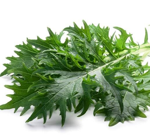 Mizuna - Japonská hořčice - Brassica rapa ssp. japonica - semena mizuny - 50 ks