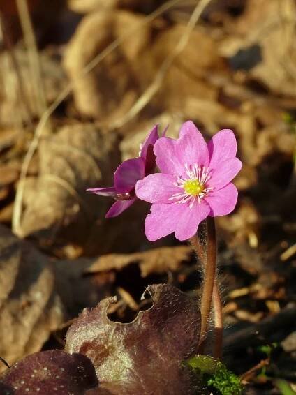 Soubor:P1140409 Hepatica nobilis.jpg