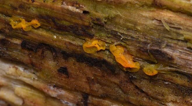 Lexington Alive - Fungi