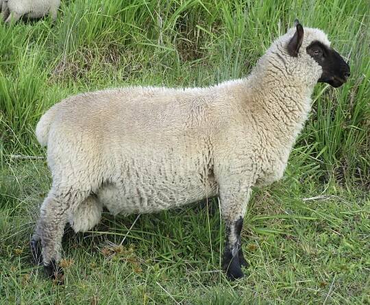 Blondie's Ram