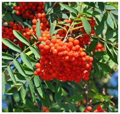 Jeřáb 'Edulis' Sorbus aucuparia, výška sazenice 40-60 cm, kontejner - Zahrada Výstaviště