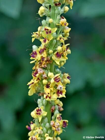 Verbascum nigrum - divizna černá | Scrophulariaceae - krtičníkovité | Natura Bohemica