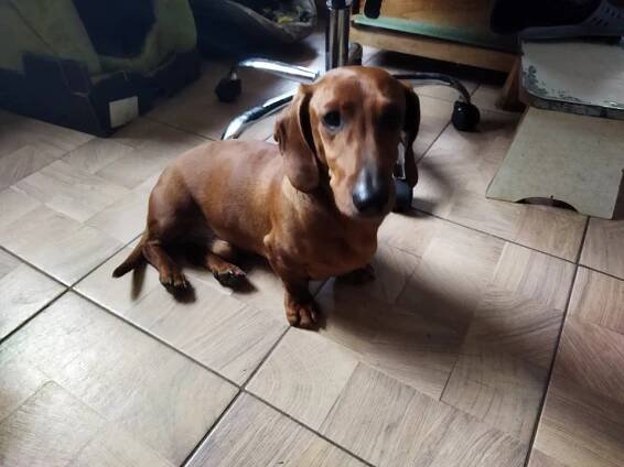 Jezevčík Toby - ADOPTOVANÝ - Home4Pets