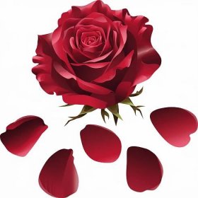 Ilustrační klipart Červený květ růže