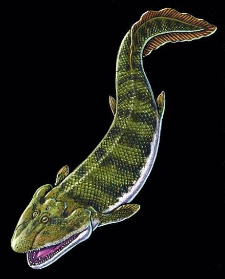 Tiktaalik, a colored pencil drawing by Ray. Elpistostege looks pretty darn similar.