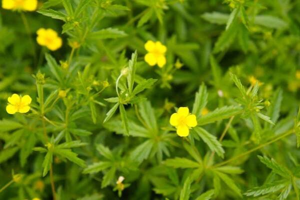 potentilla erecta raeuseh tormentilla krk zelená rostlina se žlutými květy - mochna plazivá - stock snímky, obrázky a fotky