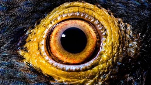 Očima zvířat: Jak vás vaši mazlíčci vidí? Hadi vidí červený flek, ptačí oko je lupa