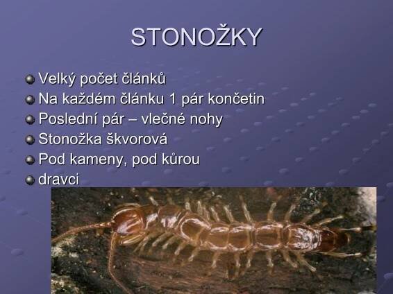 PPT - ČLENOVCI PowerPoint Presentation, free download - ID:4157833