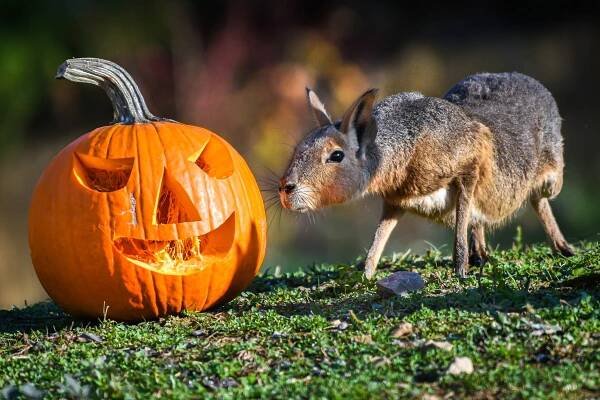 31-tisic-lidi-oslavilo-halloween-ve-zlinske-zoo - ZLIN.CZ