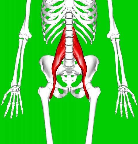 Psoas major muscle - Wikipedia