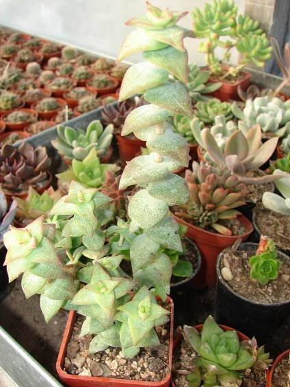 CRASSULA Rupestris - Image 4