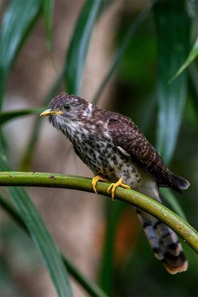 BIRDS OF SATTAL AND AROUND | Wild Kumaon Sattal