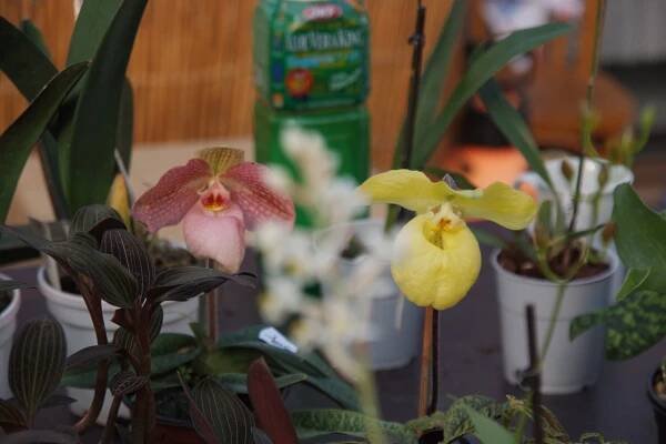 Orchideje Na slupi 13. 11. 2011