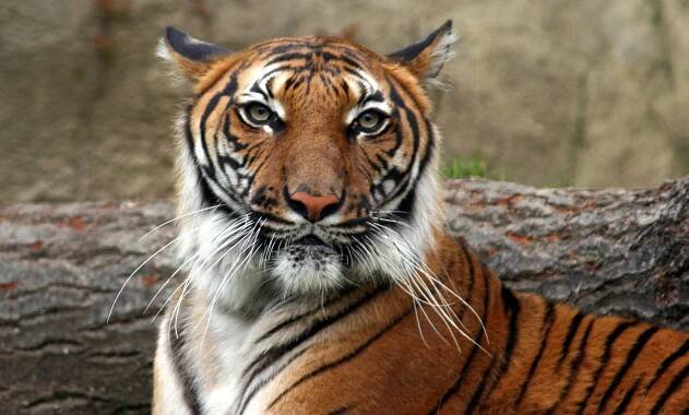 animales con i 