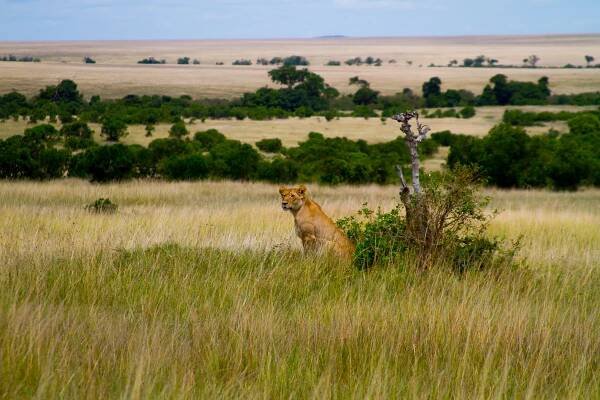 Adam Corrigan Photography - The Masai Mara