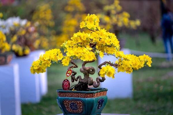 yellow flowers in the pot