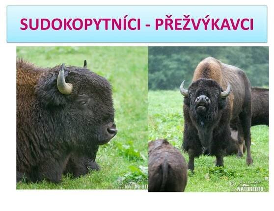 PPT - SUDOKOPYTNÍCI - PŘEŽVÝKAVCI PowerPoint Presentation, free download - ID:6289010