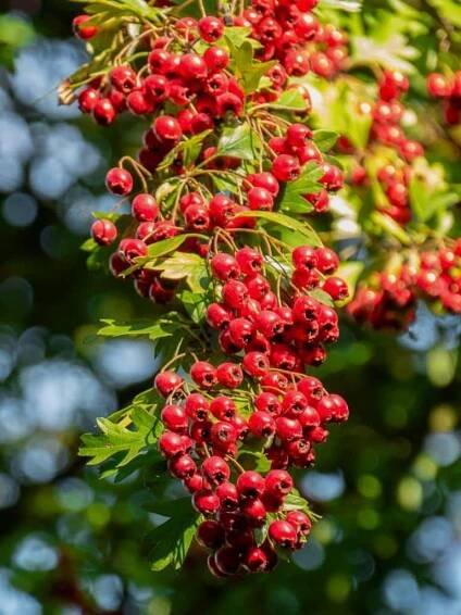 Hawthorn - planting, pruning and care