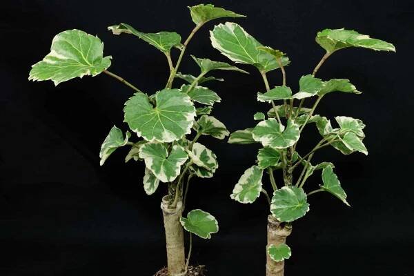 Polyscias scutellaria: Kompletní průvodce péčí, dekorací a množením
