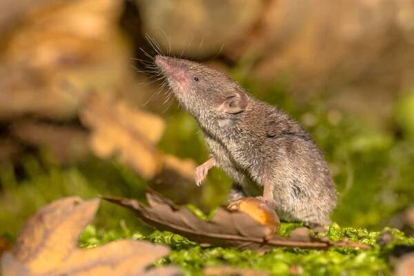 crocidura shrew chůze po lesní podlaze - rejsek - stock snímky, obrázky a fotky