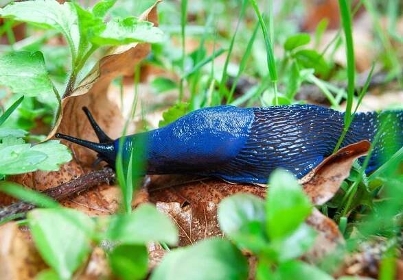 Modranka karpatská, zářivě modrá barva není způsobena pigmentem, ale lomem světla (Zdroj: Shutterstock)