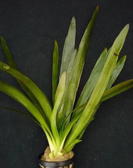 Unterwasserform von Sagittaria platyphylla