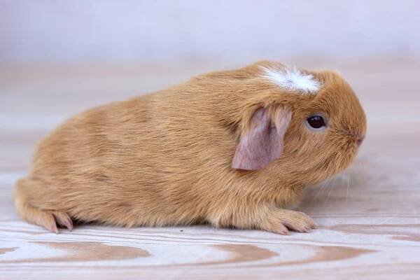 Americký crested – CHS Anubis