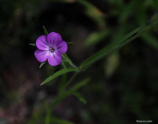 Koukol polní (Agrostemma githago)