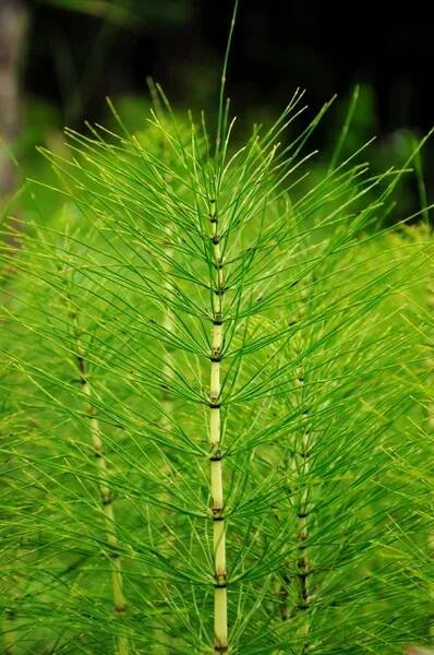 Horsetail — Stock obrázek