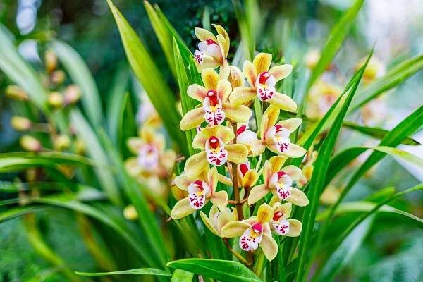 Recept pro krásně kvetoucí orchideje? Dejte jim, co sousedi vylévají do dřezu