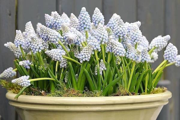 Většinu druhů modřence  (nejčastěji Muscari armeniacum) lze s úspěchem pěstovat v nádobách