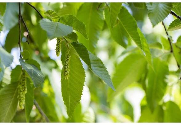 Landgard Habr obecný (Carpinus betulus) výška 80-100 cm, 3 l, 50 ks