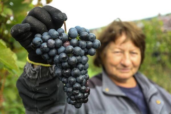 PODÍVEJTE SE: Vinobraní u Bettiny Lobkowicz na Mělníku je v plném proudu