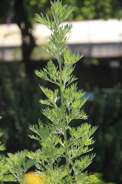 Artemisia absinthium L. - Portale della Flora d'Italia / Portal to the Flora of Italy
