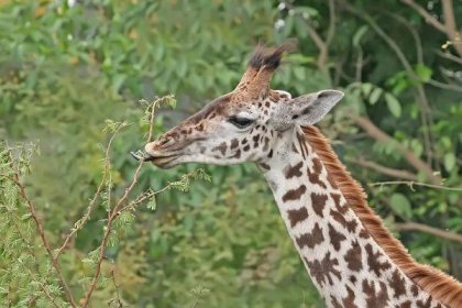 Žirafa - wikiital.com