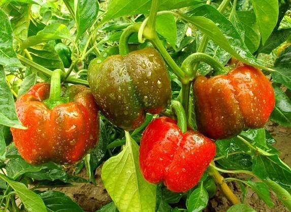 Bell pepper plant — Stock Image