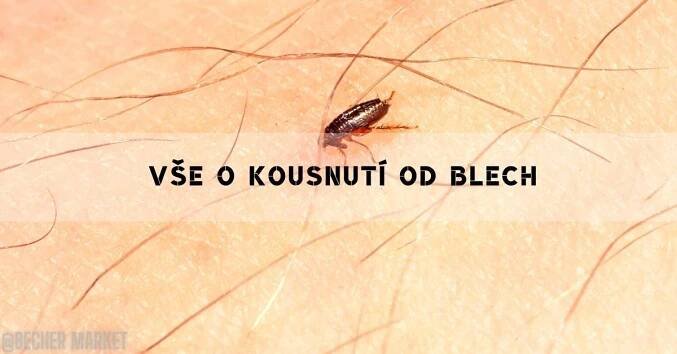 Kousnutí Od Blechy: Jak Poznat, Léčit a Jak Jim Předcházet! 2025