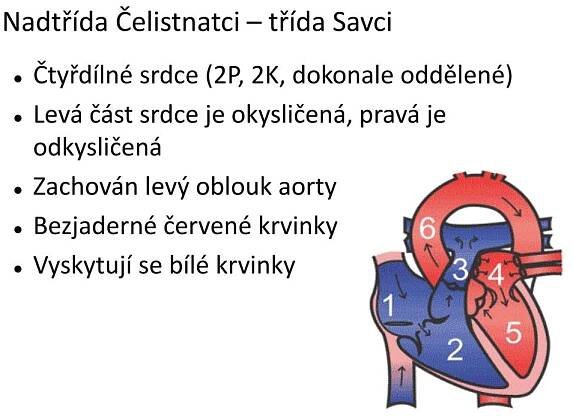 PPT - FYLOGENEZE CÉVNÍ SOUSTAVY PowerPoint Presentation, free download - ID:5060670