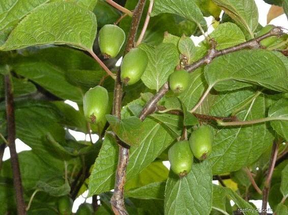 Aktinidie kolomikta - Actinidia kolomikta